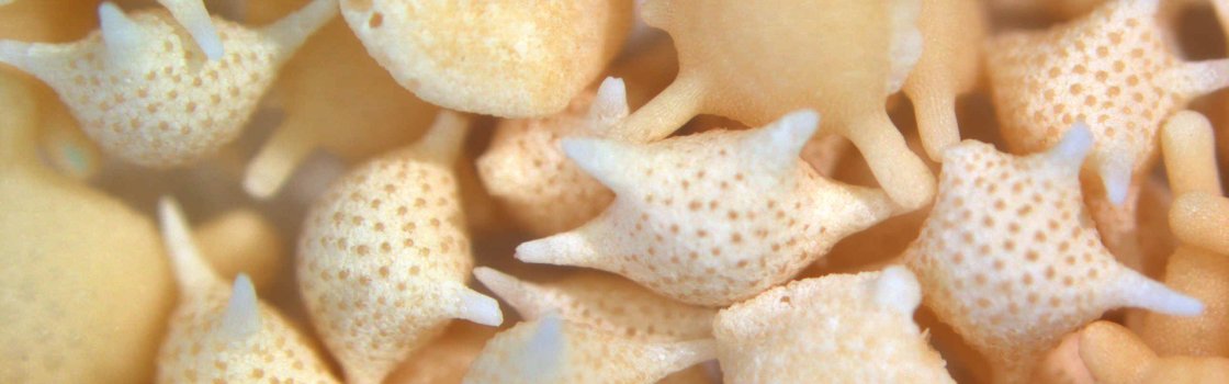 Sand collection www.sand.world