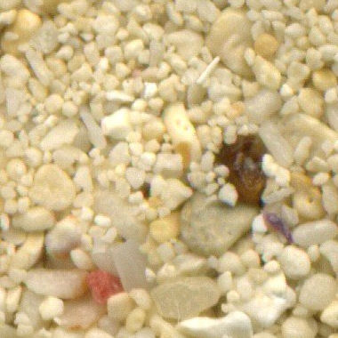 Sandsammlung - Sand aus Kaimaninseln